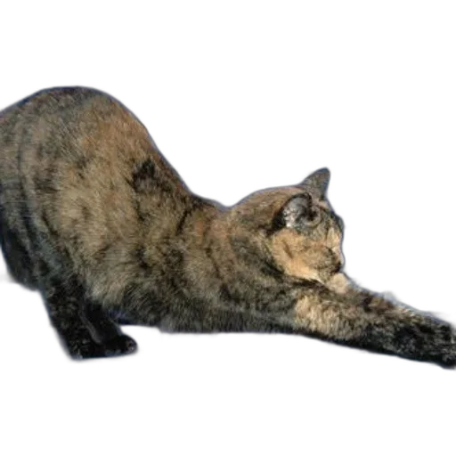 animal, staff, creature, weapon transparent PNG cut-out