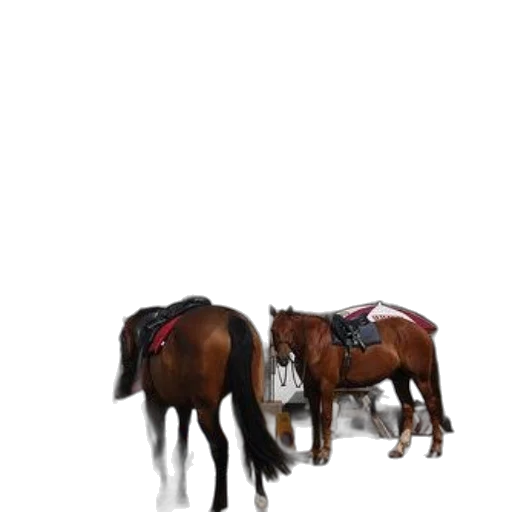 animal, furniture, hat, jacket transparent PNG cut-out