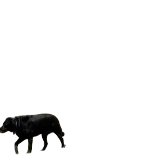 animal, creature, furniture, food transparent PNG cut-out