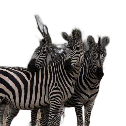 animal, creature, 3d render, photorealistic transparent PNG cut-out