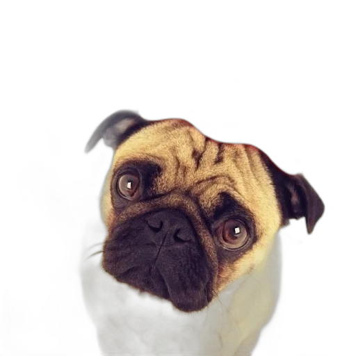animal, face, creature, staff transparent PNG cut-out