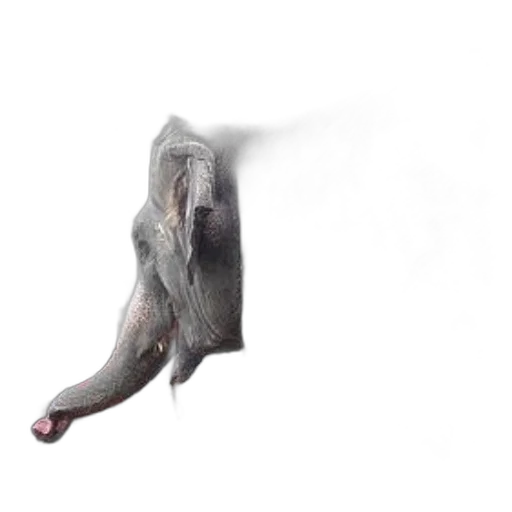 animal, creature, shoes, umbrella transparent PNG cut-out