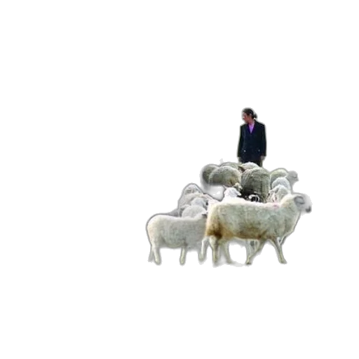 animal, furniture, creature, car transparent PNG cut-out