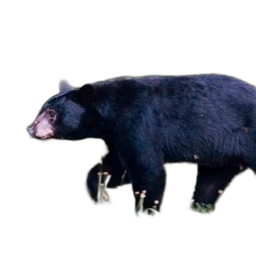 animal, creature, weapon, staff transparent PNG cut-out