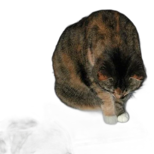 animal, staff, creature, food transparent PNG cut-out
