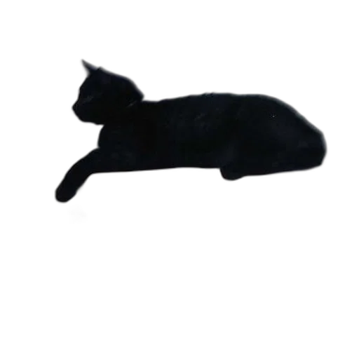 animal, staff, creature, hat transparent PNG cut-out