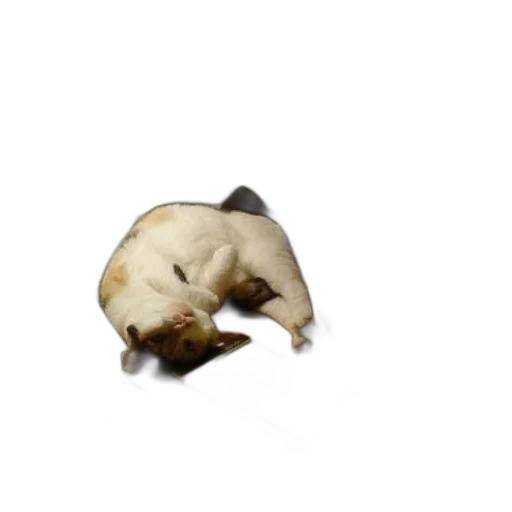 animal, creature, food, staff transparent PNG cut-out