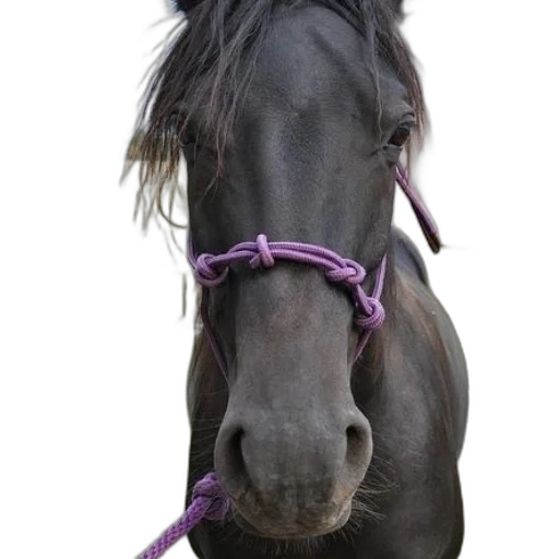 animal, staff, crown, jewelry transparent PNG cut-out