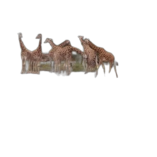 animal, creature, hat, car transparent PNG cut-out