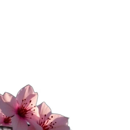 flower, crown, dress, jewelry transparent PNG cut-out