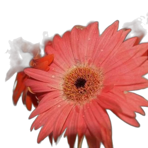 flower, crown, jewelry, staff transparent PNG cut-out
