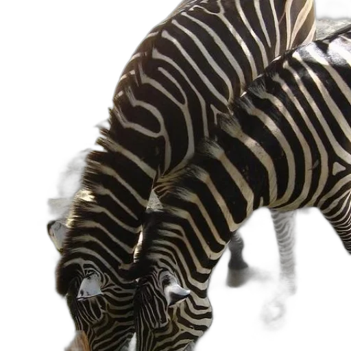 animal, creature, jewelry, 3d render transparent PNG cut-out