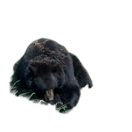 animal, hair, creature, hat transparent PNG cut-out