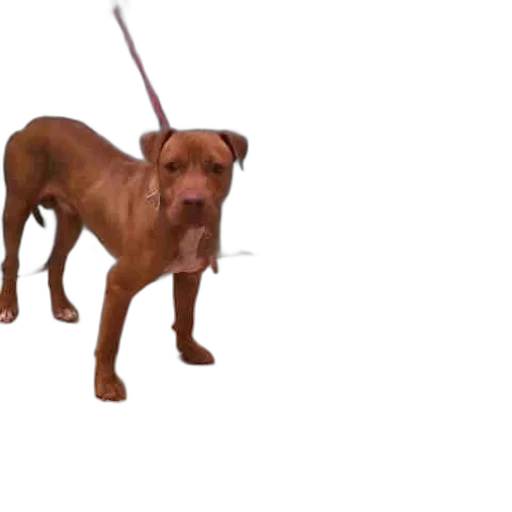 staff, animal, weapon, creature transparent PNG cut-out