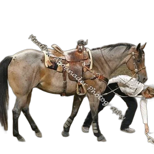 staff, weapon, animal, sword transparent PNG cut-out