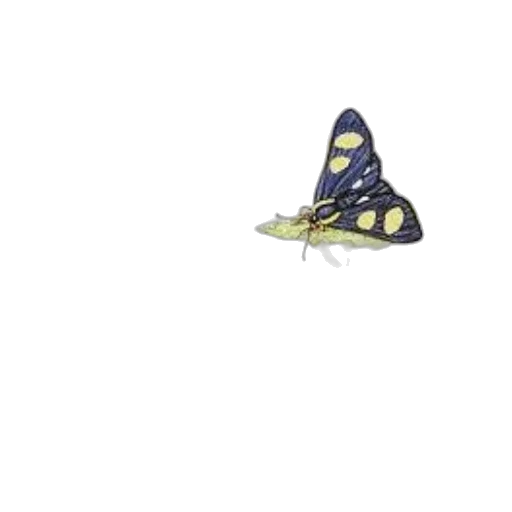 hat, umbrella, shoes, crown transparent PNG cut-out