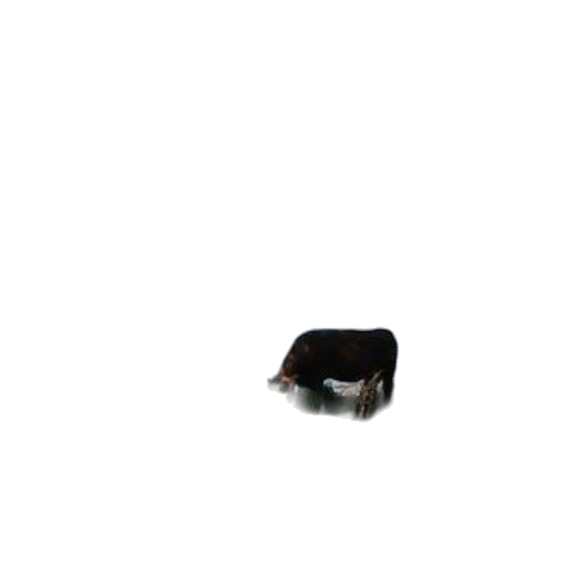 animal, hat, creature, hair transparent PNG cut-out