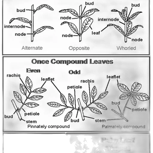 concept art, forest, illustrations, plant transparent PNG cut-out