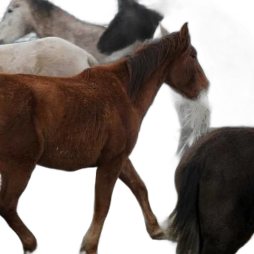 animal, photorealistic, 3d render, brown transparent PNG cut-out