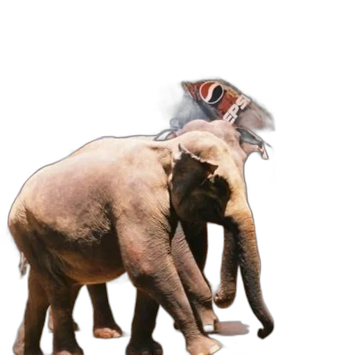 animal, hat, creature, staff transparent PNG cut-out