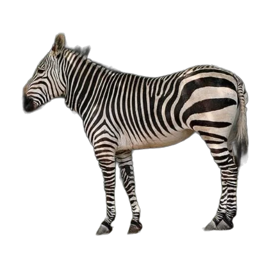 animal, creature, staff, jewelry transparent PNG cut-out