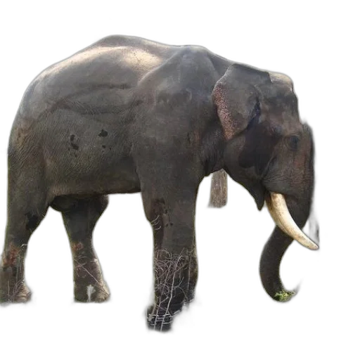 animal, creature, staff, weapon transparent PNG cut-out