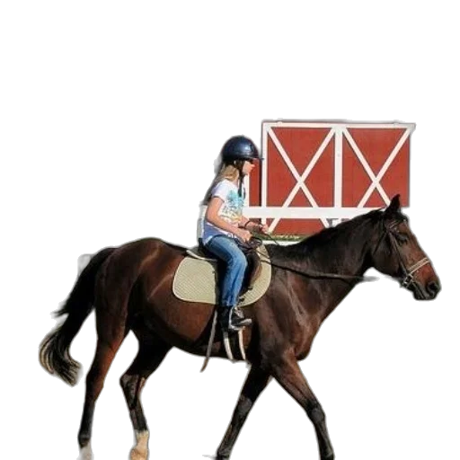 hat, animal, furniture, pixel art transparent PNG cut-out