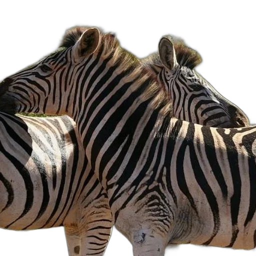 animal, creature, shoes, hat transparent PNG cut-out
