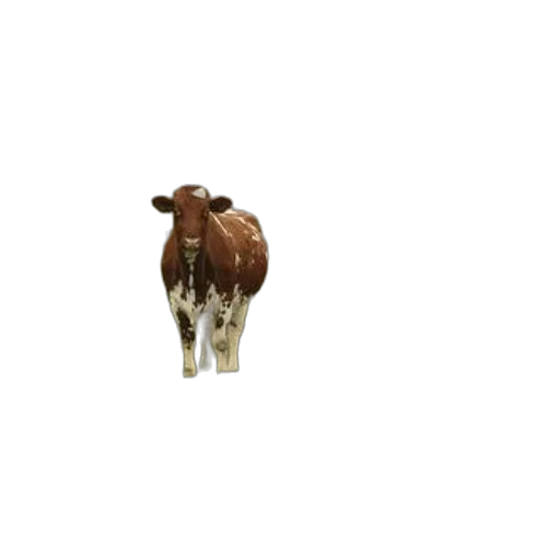 animal, creature, food, jewelry transparent PNG cut-out