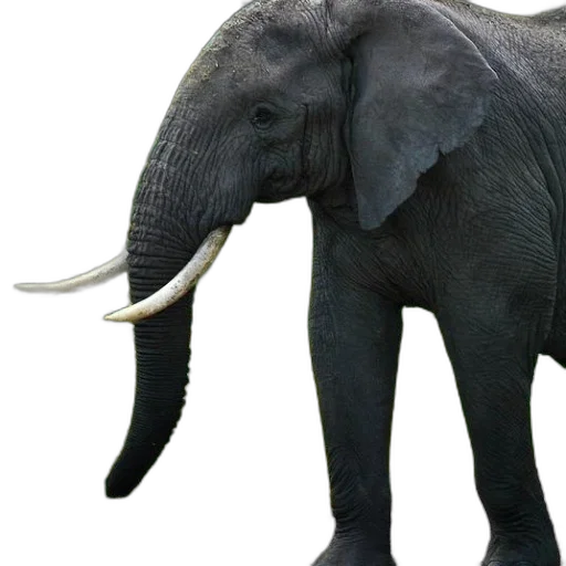 animal, creature, staff, hat transparent PNG cut-out