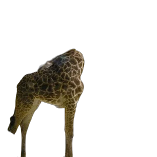 animal, creature, staff, hat transparent PNG cut-out
