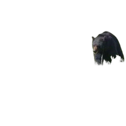 animal, creature, hair, face transparent PNG cut-out