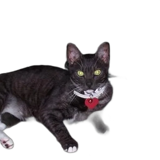 animal, staff, creature, jewelry transparent PNG cut-out