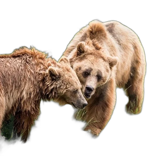 animal, photorealistic, two, brown transparent PNG cut-out
