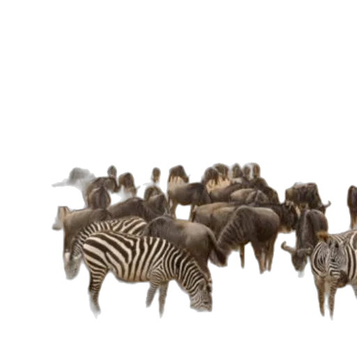 hair, animal, furniture, jewelry transparent PNG cut-out