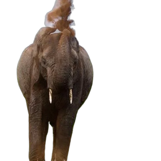 animal, creature, staff, umbrella transparent PNG cut-out