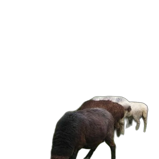 animal, creature, dragon, hair transparent PNG cut-out