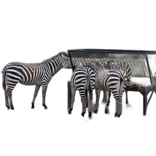 furniture, animal, jewelry, shoes transparent PNG cut-out