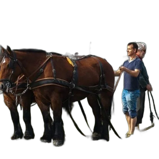 staff, animal, car, furniture transparent PNG cut-out