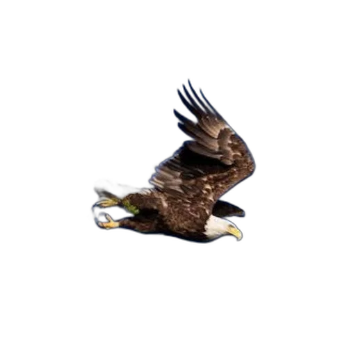 animal, creature, staff, hair transparent PNG cut-out