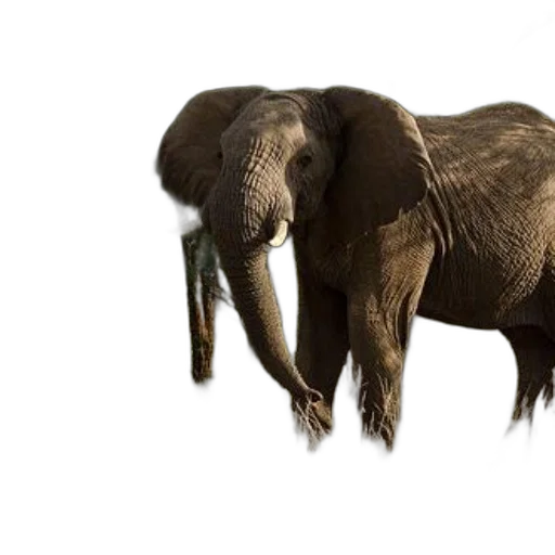 animal, creature, concept art, 3d render transparent PNG cut-out