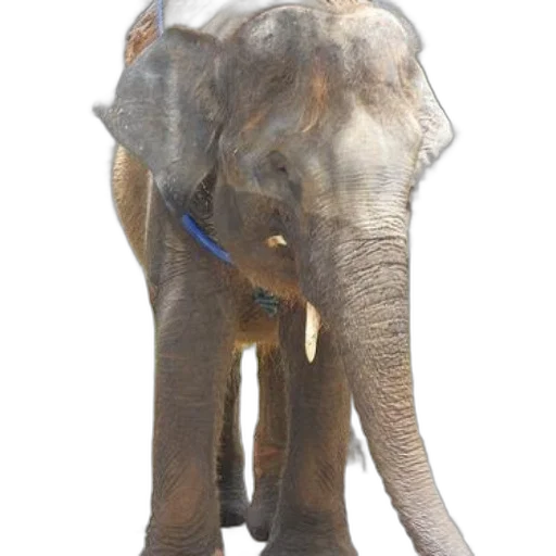 animal, staff, creature, mask transparent PNG cut-out