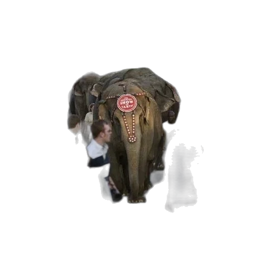 animal, creature, staff, hat transparent PNG cut-out