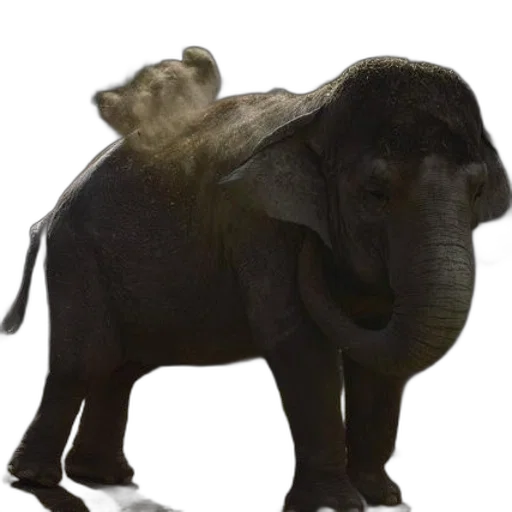 animal, creature, hat, staff transparent PNG cut-out
