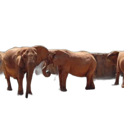animal, 3d render, photorealistic, concept art transparent PNG cut-out