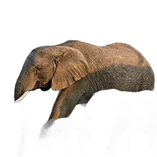 animal, creature, staff, hat transparent PNG cut-out