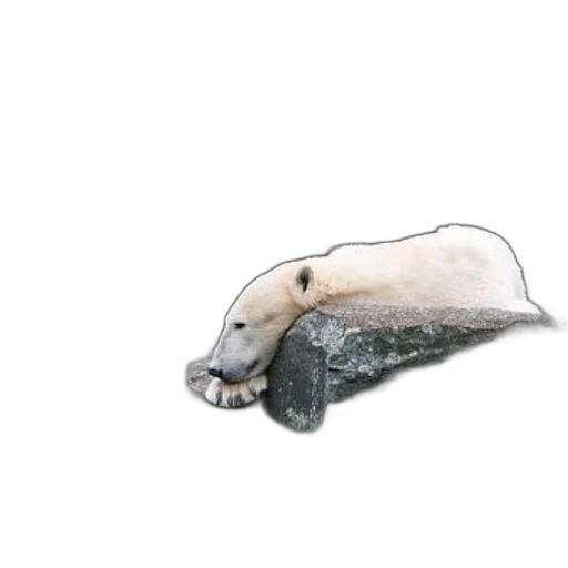 animal, mask, hat, hair transparent PNG cut-out