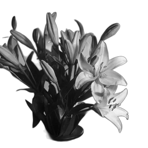 flower, crown, jewelry, hat transparent PNG cut-out