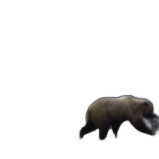 animal, creature, hair, mask transparent PNG cut-out