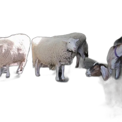 animal, 3d render, concept art, photorealistic transparent PNG cut-out